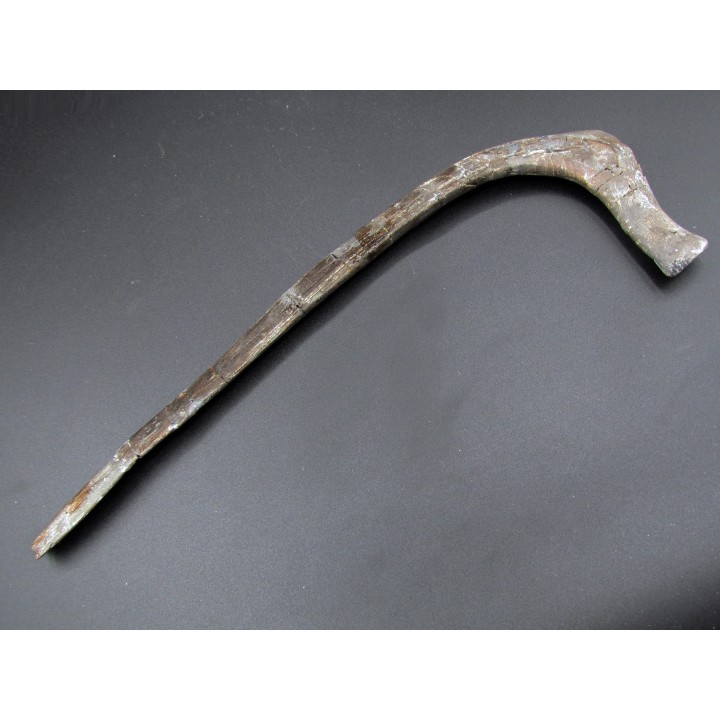 cote de   hapacrosaurus sternbergeri