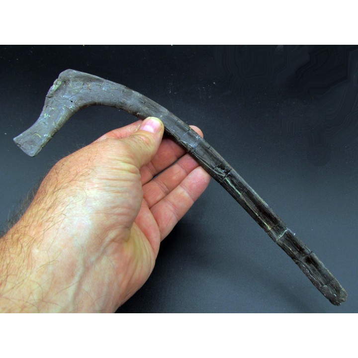 hapacrosaurus sternbergeri bone