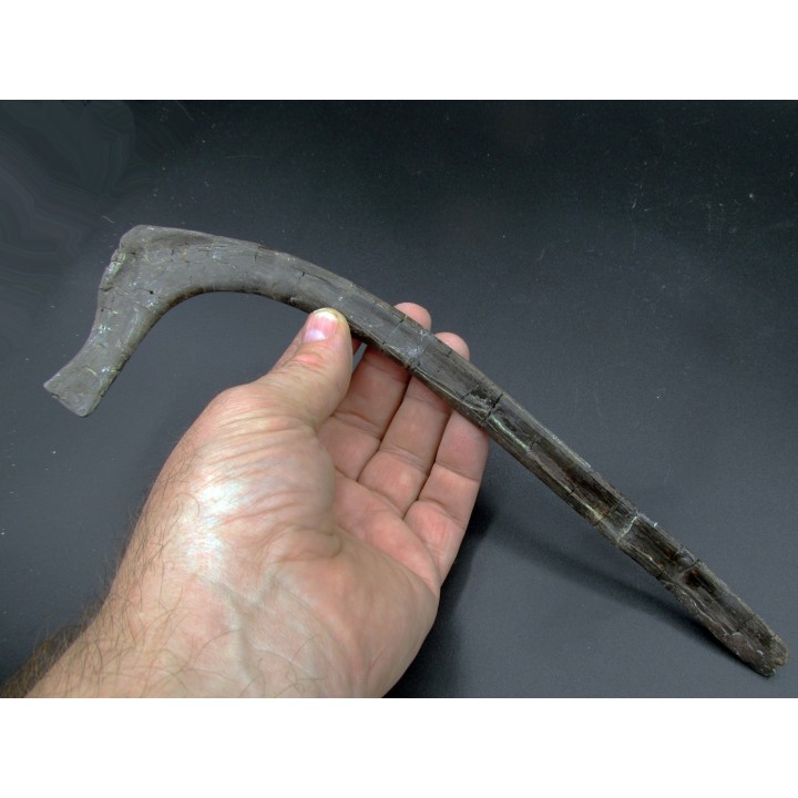 cote de   hapacrosaurus sternbergeri