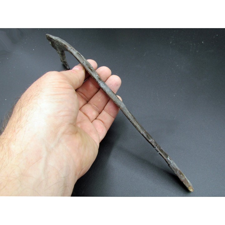 cote de   hapacrosaurus sternbergeri
