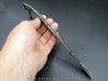 hapacrosaurus sternbergeri bone