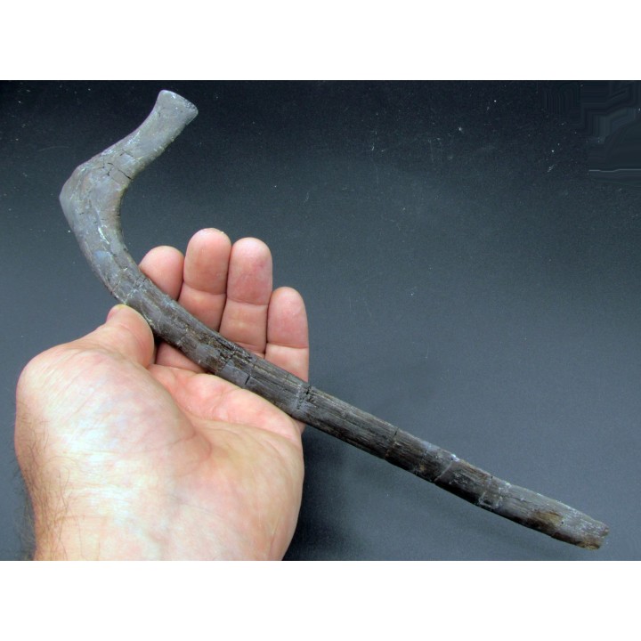 hapacrosaurus sternbergeri bone