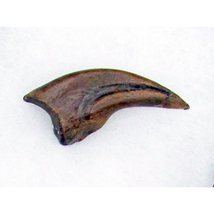 griffe de dinosaure OVIRAPTOR  Chirostenotes pergracilis
