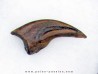 griffe de dinosaure OVIRAPTOR Chirostenotes pergracilis