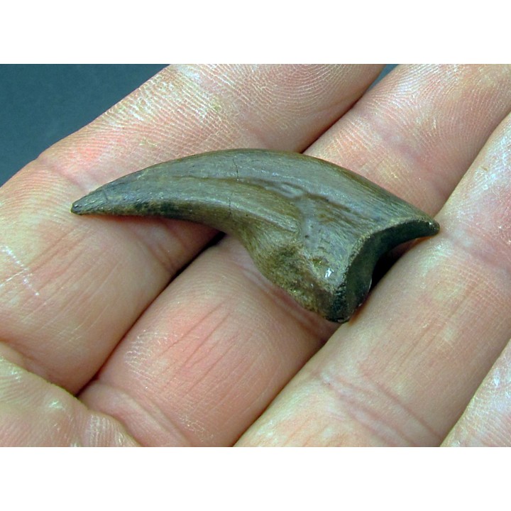 griffe de dinosaure OVIRAPTOR  Chirostenotes pergracilis