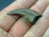 griffe de dinosaure OVIRAPTOR Chirostenotes pergracilis