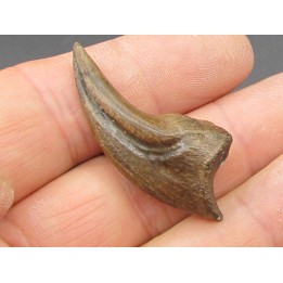 dinosaure claw OVIRAPTOR  Chirostenotes pergracilis