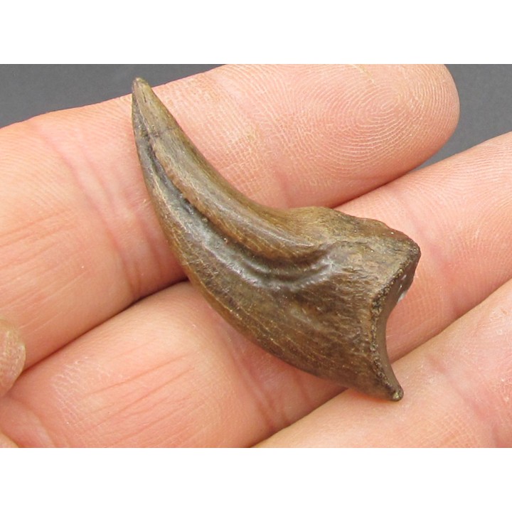 griffe de dinosaure OVIRAPTOR  Chirostenotes pergracilis