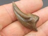 dinosaure claw OVIRAPTOR Chirostenotes pergracilis