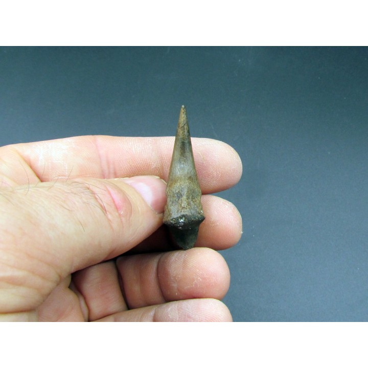 dinosaure claw OVIRAPTOR  Chirostenotes pergracilis