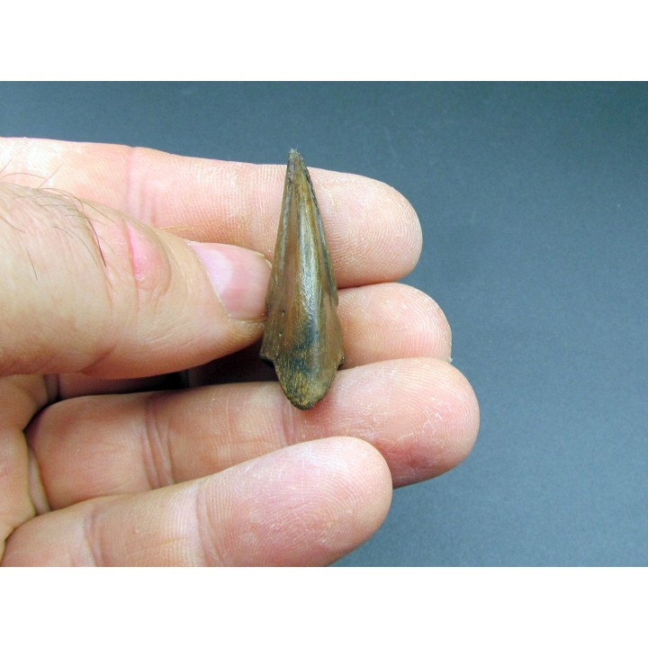 dinosaure claw OVIRAPTOR  Chirostenotes pergracilis