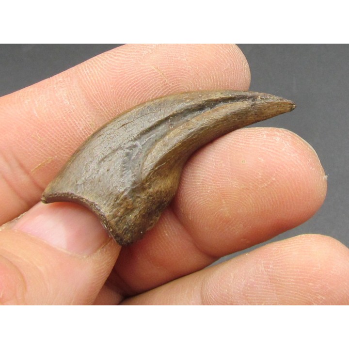 dinosaure claw OVIRAPTOR  Chirostenotes pergracilis