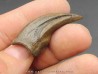 dinosaure claw OVIRAPTOR Chirostenotes pergracilis