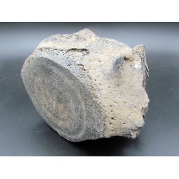 whale earbone (7)