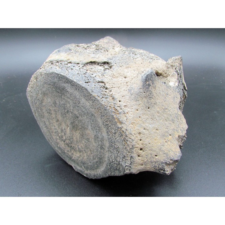 whale earbone (7)