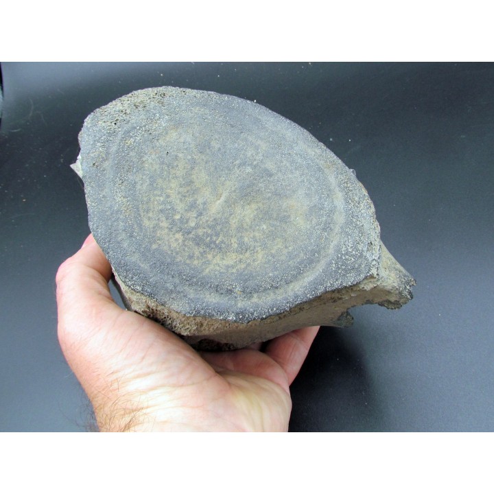 whale earbone (7)
