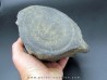 Vertebre de baleine