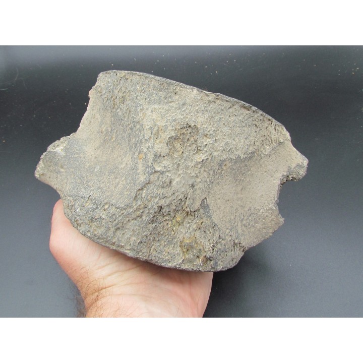 Vertebre de baleine