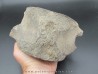 whale earbone (7)