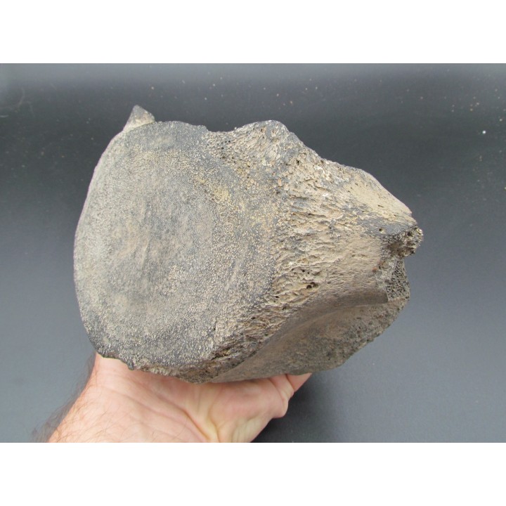 Vertebre de baleine