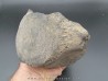 Vertebre de baleine