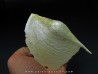 Rostellaria Baylei
