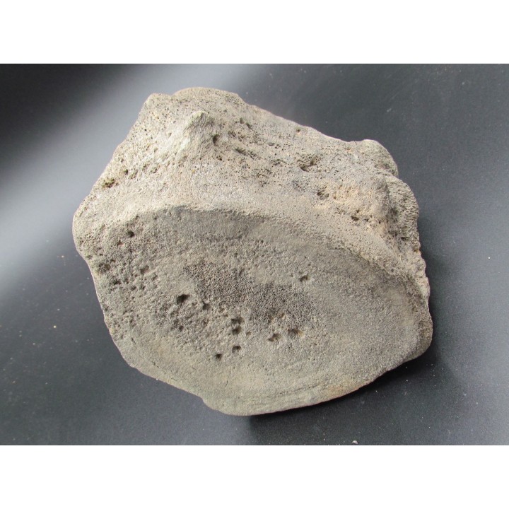 Vertebre de baleine