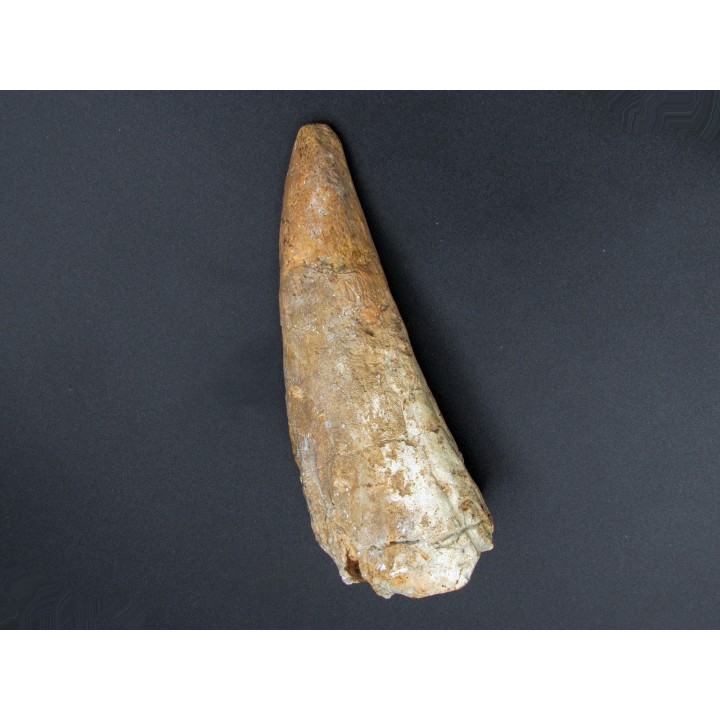 pachycephalosaure wyomingensis