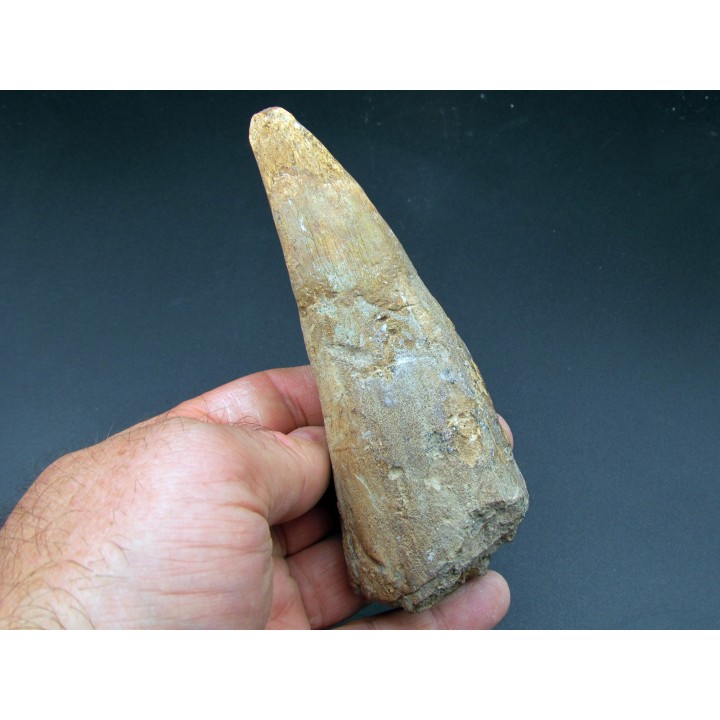 pachycephalosaure wyomingensis