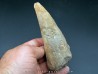 pachycephalosaure wyomingensis