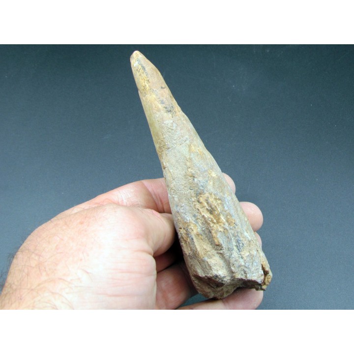 pachycephalosaure wyomingensis