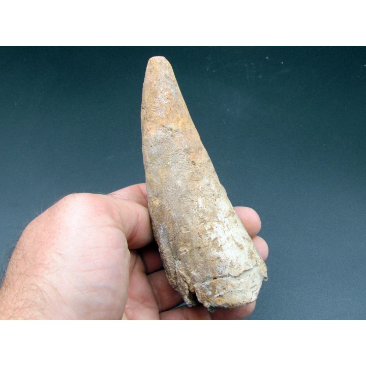 pachycephalosaure wyomingensis