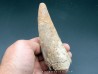 pachycephalosaure wyomingensis