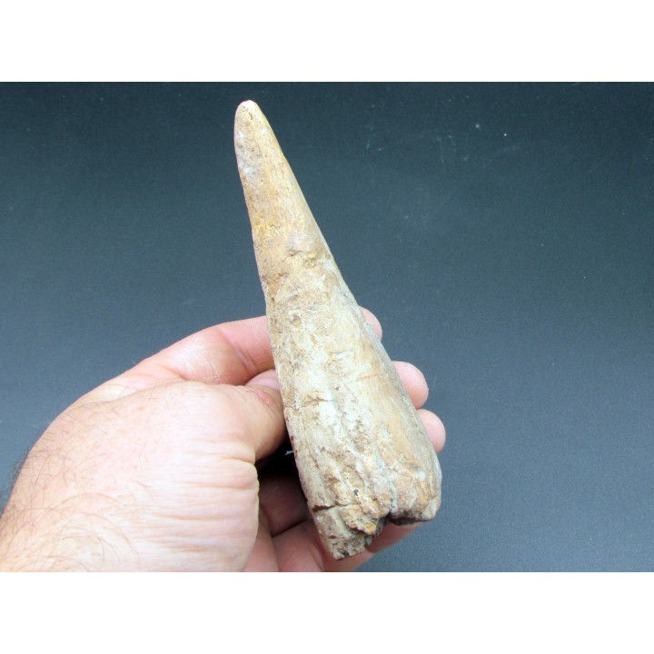 pachycephalosaure wyomingensis