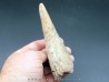 pachycephalosaure wyomingensis