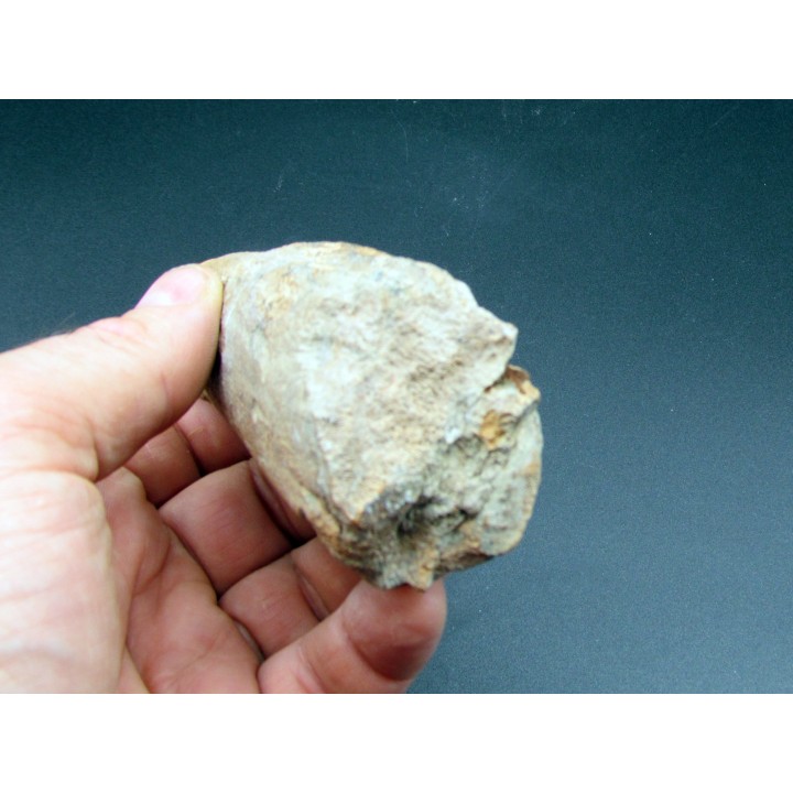 pachycephalosaure wyomingensis