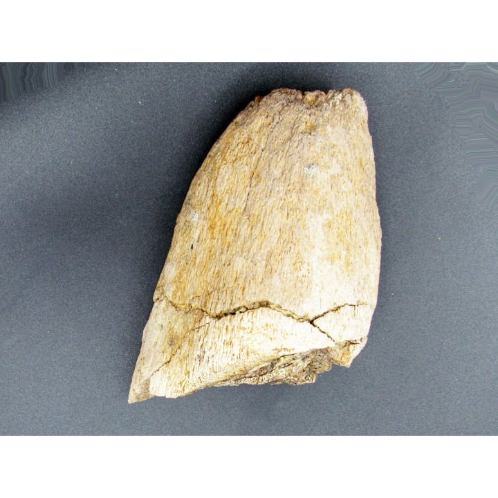 dinosaure horn: TRICERATOPS HORRIDUS