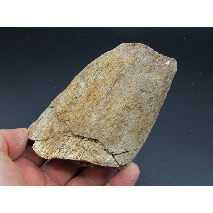 dinosaure horn: TRICERATOPS HORRIDUS