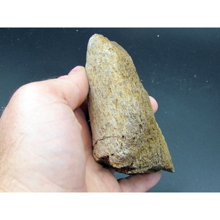 dinosaure horn: TRICERATOPS HORRIDUS