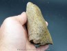 dinosaure horn: TRICERATOPS HORRIDUS