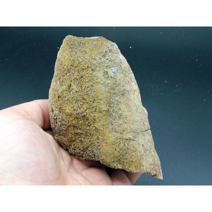 corne de TRICERATOPS HORRIDUS