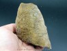 dinosaure horn: TRICERATOPS HORRIDUS