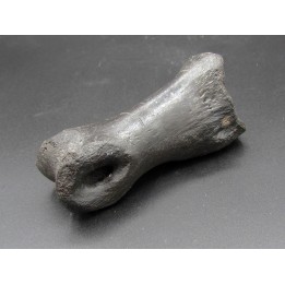 phalange d oviraptor avec trace de predation - Anzu Wyliei