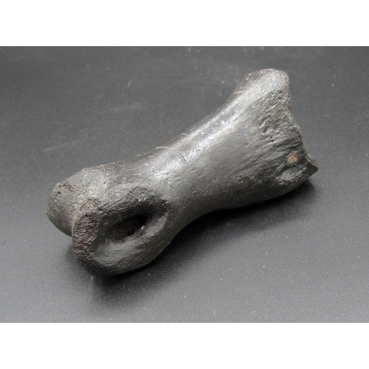 phalange d oviraptor avec trace de predation - Anzu Wyliei