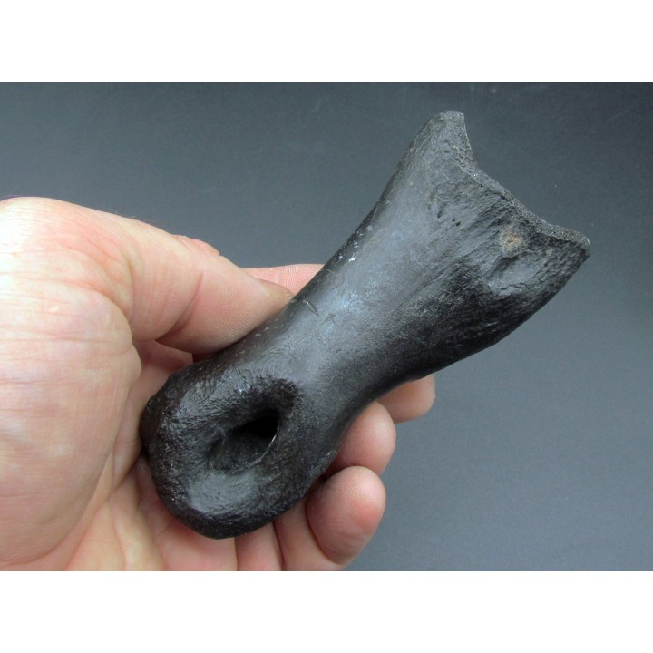oviraptor toe preserved with traces of predation - Anzu Wyliei