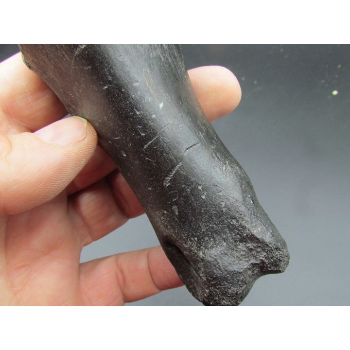 oviraptor toe preserved with traces of predation - Anzu Wyliei