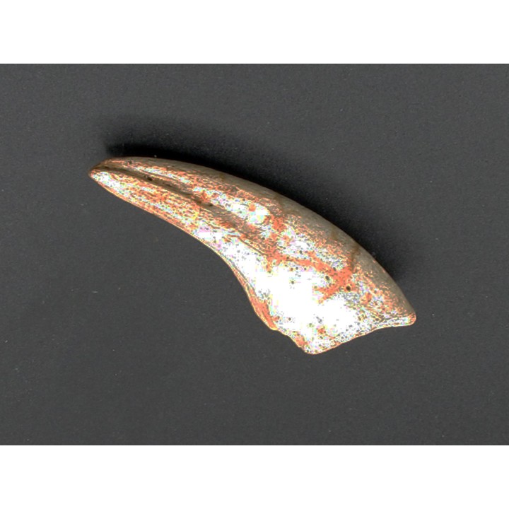 griffe de dinosaure TYRANNOSAURE