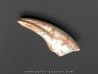 griffe de dinosaure TYRANNOSAURE