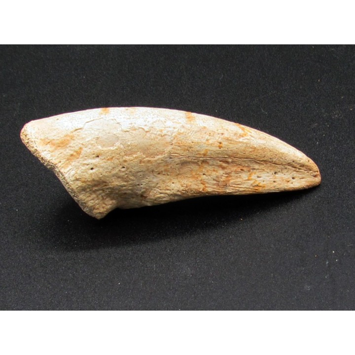 tyrannosaure claw