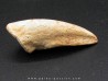 griffe de dinosaure TYRANNOSAURE